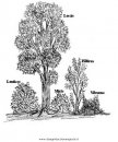 natura/alberi_speciali/leccio_6.JPG
