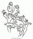 natura/alberi_speciali/lichene-2.JPG