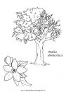 natura/alberi_speciali/malus_domestica.JPG