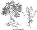natura/alberi_speciali/olivo.JPG