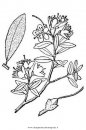 natura/arbusti/rododendro_lapponico.JPG