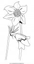 natura/fiori/calicanto-anemoni.JPG