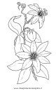 natura/fiori/fiore_passiflora.JPG