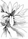natura/fiori/magnolia_1.JPG