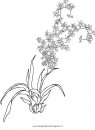natura/fiori/orchidea_02.JPG