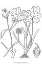 natura/fiori/ranuncolo_5.JPG