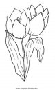 natura/fiori/tulipano.JPG