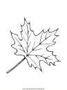natura/foglie/foglie06.JPG