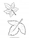 natura/foglie/foglie13.JPG