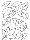 natura/foglie/foglie15.jpg
