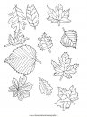 natura/foglie/foglie18.JPG
