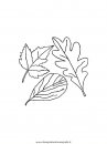 natura/foglie/foglie38.JPG