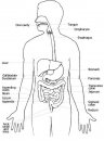persone/corpo_umano/apparato_digerente.jpg