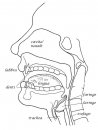 persone/corpo_umano/apparato_fonatorio.jpg