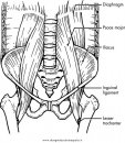 persone/corpo_umano/muscoli_40.JPG